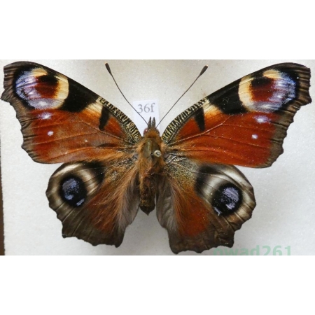 Aglais io (Linnaeus, 1758) Rusałka pawik Czech36f